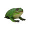 Lanka Novelties | Animals figurine | Green tree frog