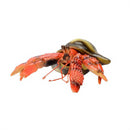 Lanka Novelties | Animals figurine | Red hermit crayfish with a shell