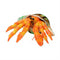 Lanka Novelties | Animals figurine | Orange hermit crayfish with a shell