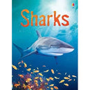 Sharks (Usborne Beginners) (Beginners Series)
