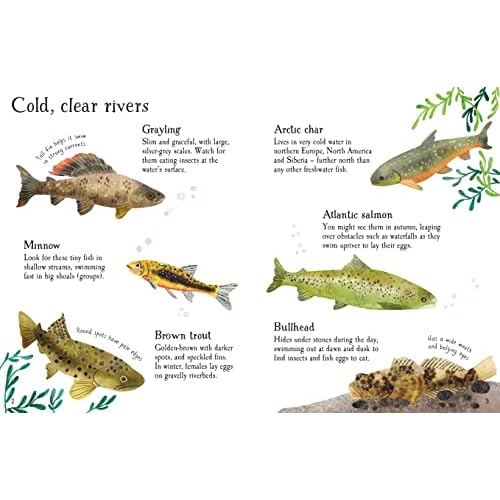 Fish to Spot - Usborne Minis