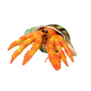 Lanka Novelties | Animals figurine | Orange hermit crayfish with a shell